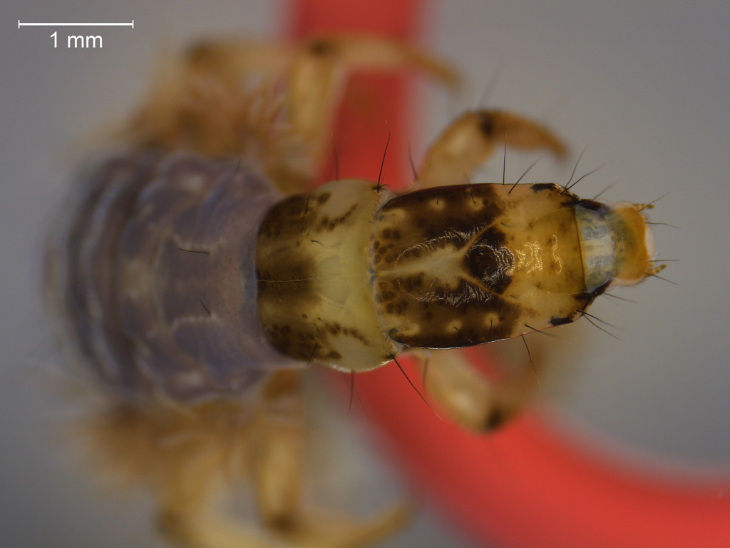 Rhyacophila fasciata